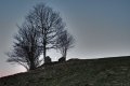 lune derrire des arbres leger